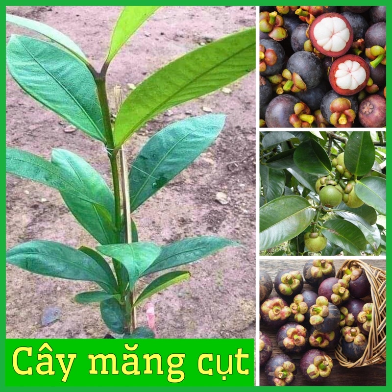 Cây măng cụt giống