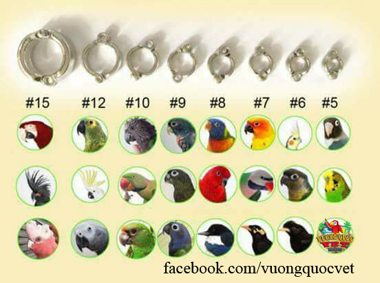 Nhẫn đeo chân cho vẹt Green check, Sun, Xám Châu Phi ...