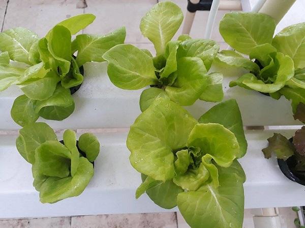 Hạt giống xà lách đăm (xà lách cuộn) 2g