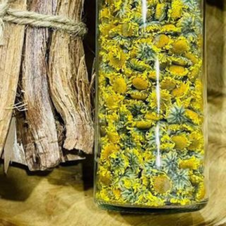(DATE MỚI ) Cúc cổ trà Karose