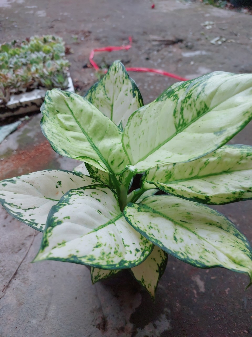 Cây Vạn Lộc Trắng
