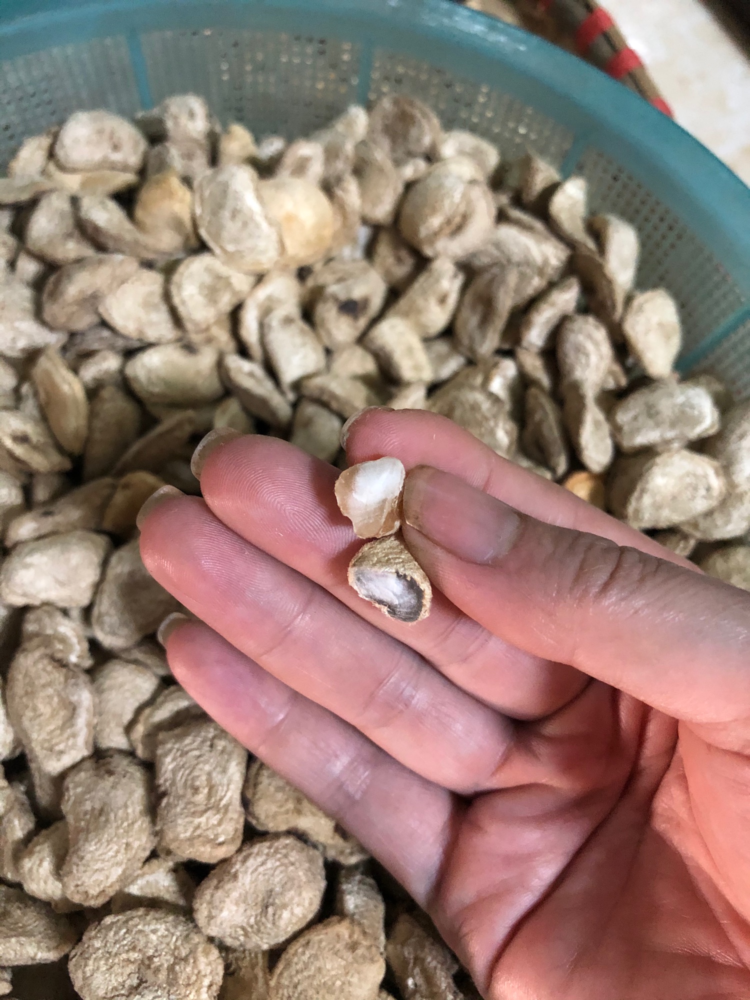 Hạt sang ( sành) rừng lõi trắng 150k/5 hạt