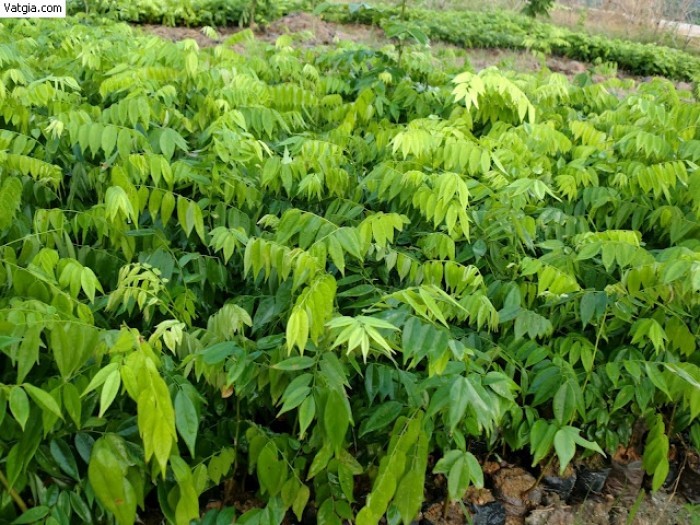 COMBO 2 BẦU CÂY GIỐNG CÂY SƯA ĐỎ