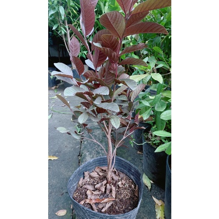 Cây Ổi Tím
