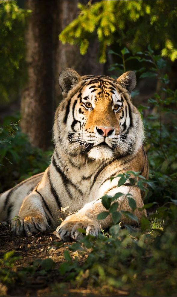 Tranh dán tường VTC Hổ nằm UD1173 kim sa