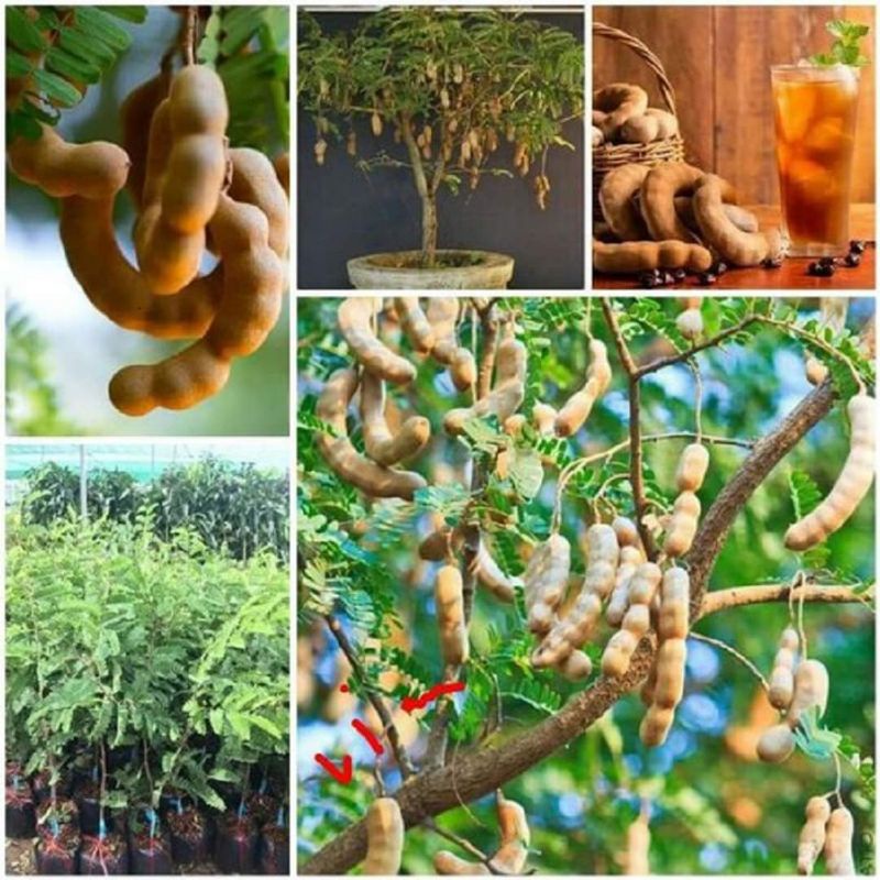 Cây me thái lùn trái ngọt (siêu sớm)
