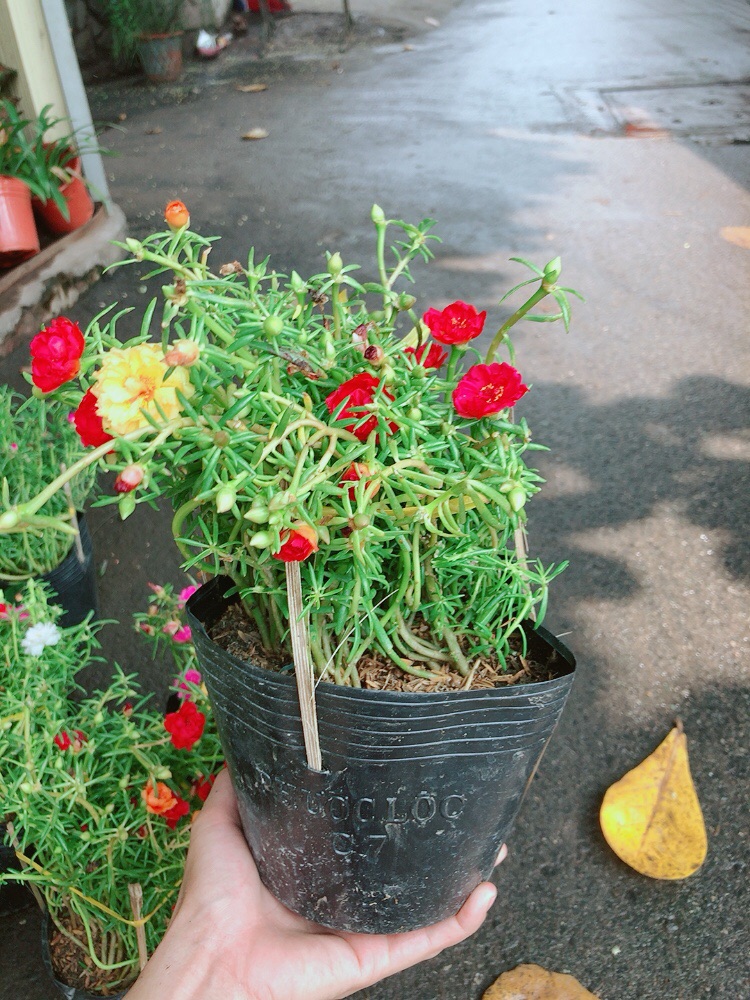 Hoa mười giờ mỹ