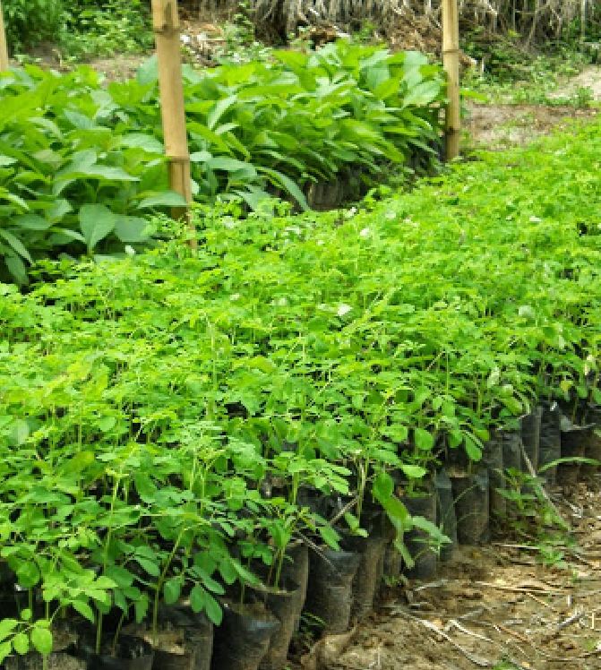 Hạt Cây Giống Chùm Ngây - 20 hạt.gói