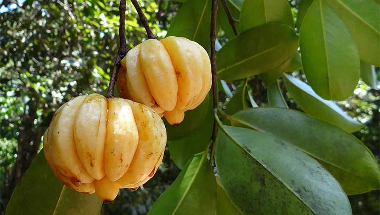 CÂY GIỐNG CÂY TAI CHUA ( CÂY BỨA CỌNG )