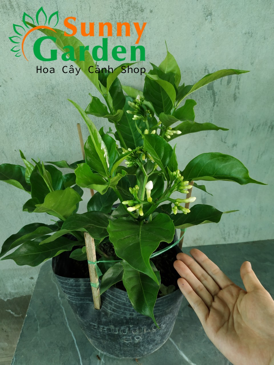 Lài Tây - Cây Cảnh