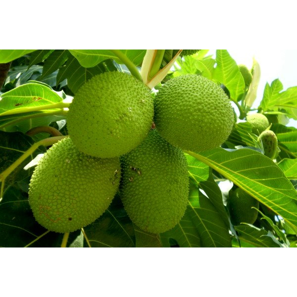Cây giống sa kê (Cây đẹp được kiểm tra cây)