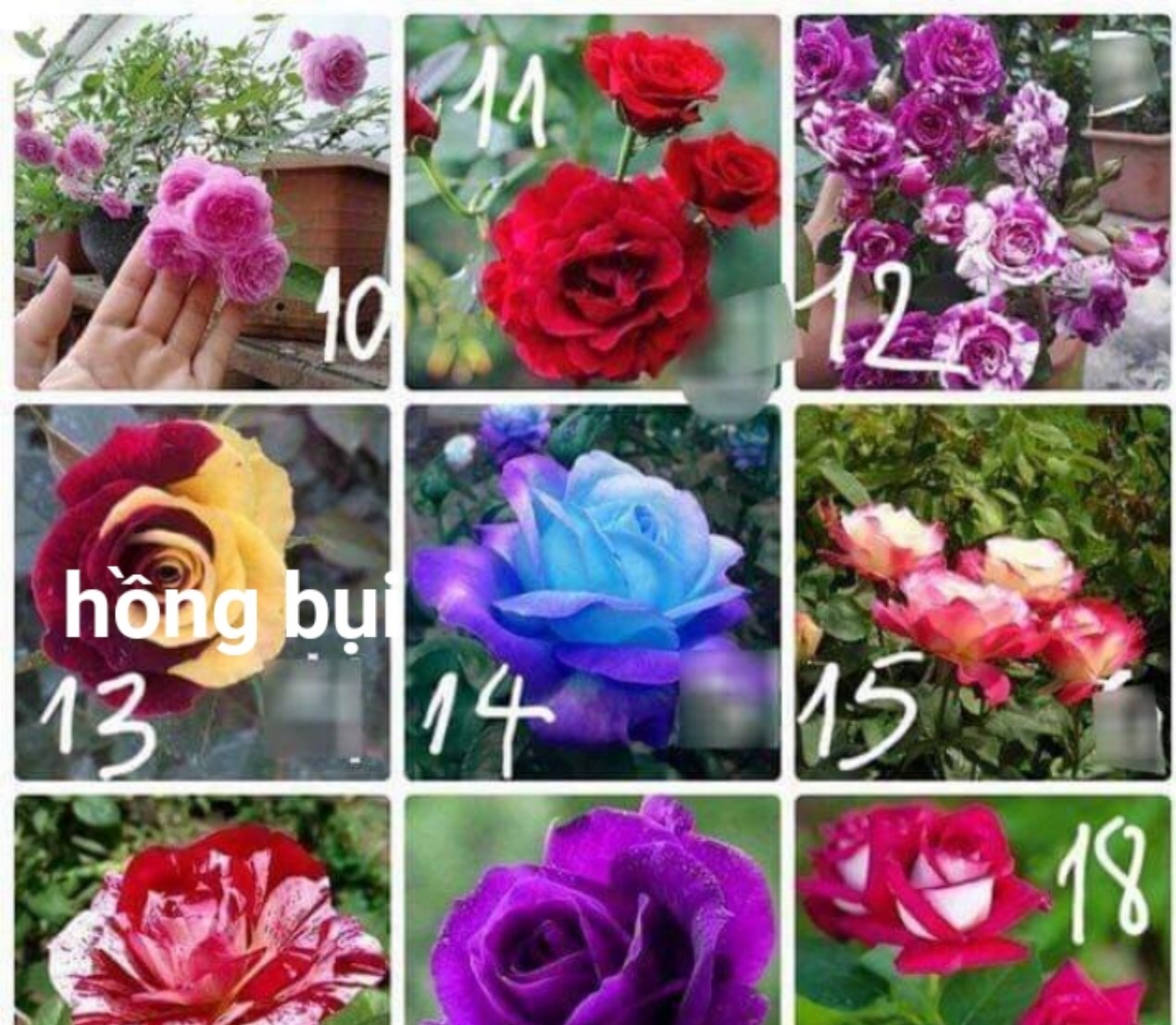 10 cây giống hoa hồng ngoại
