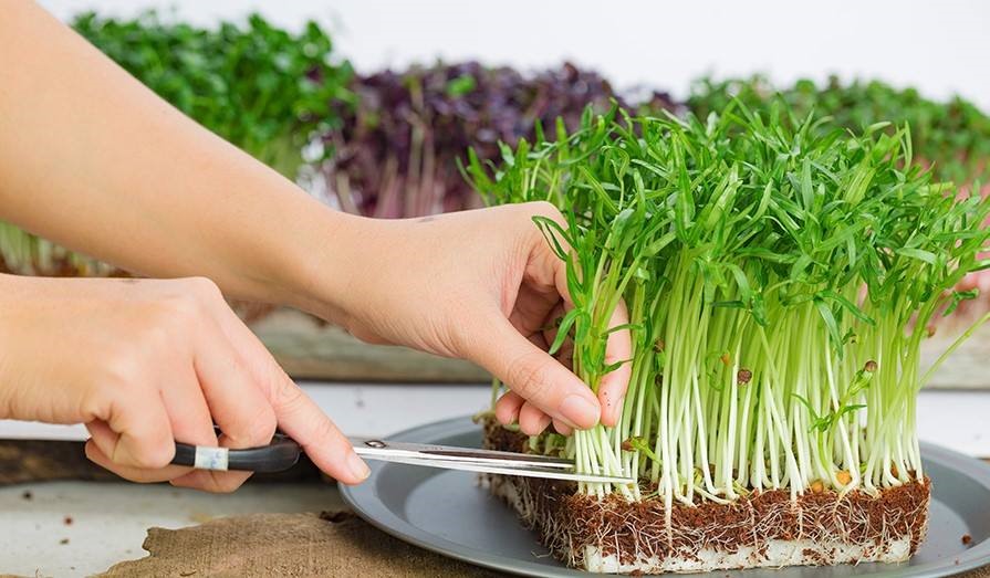 hạt giống rau mầm củ cải xanh TXBTD