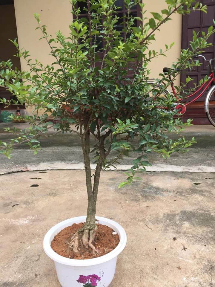 CÂY Hồng ngọc mai bonsai , CÂY LỚN