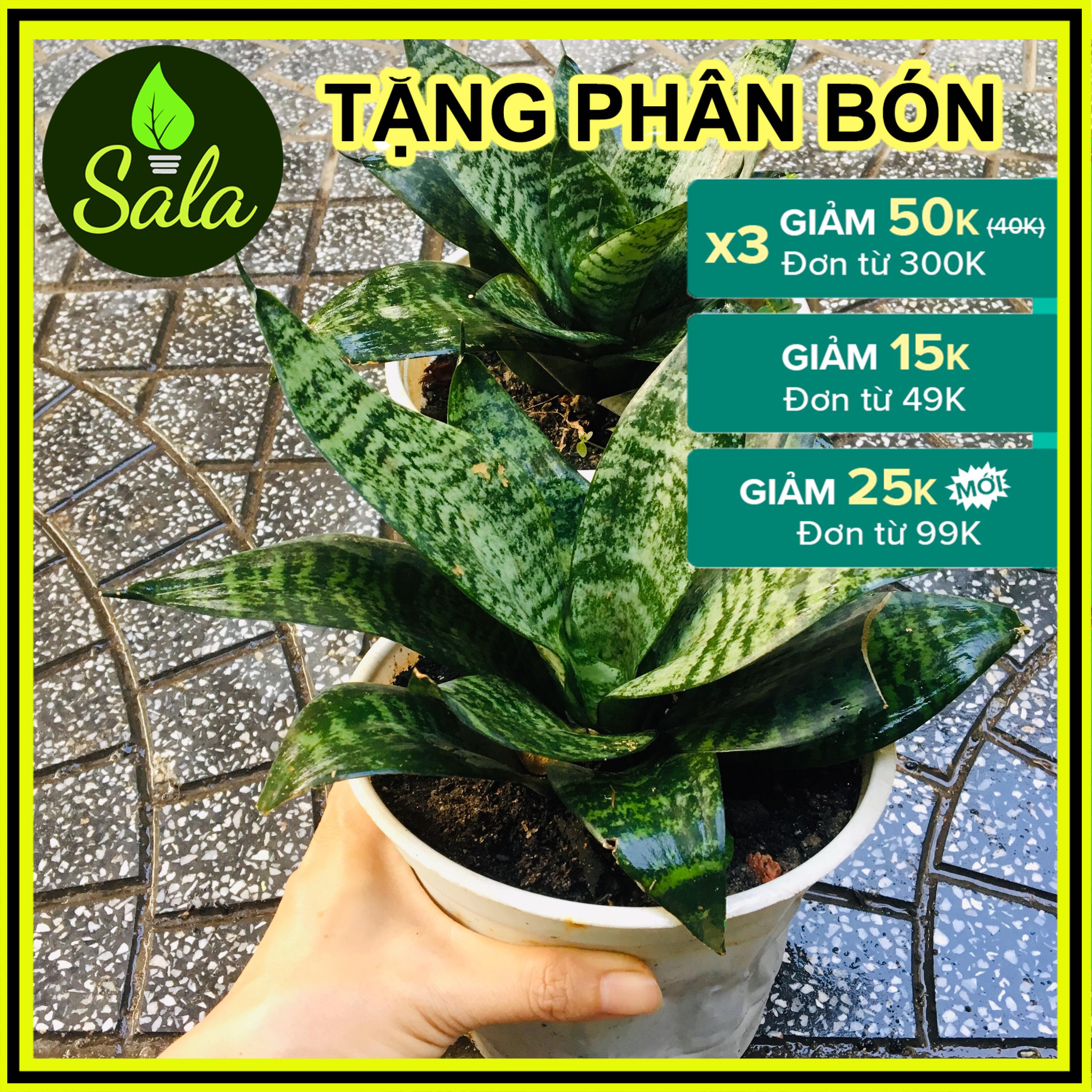 CÂY LƯỠI HỔ LÙN XANH XÒE Y HÌNH