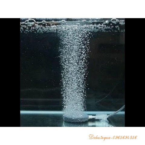 Sủi đĩa oxy 4cm - Sủi oxy hồ cá