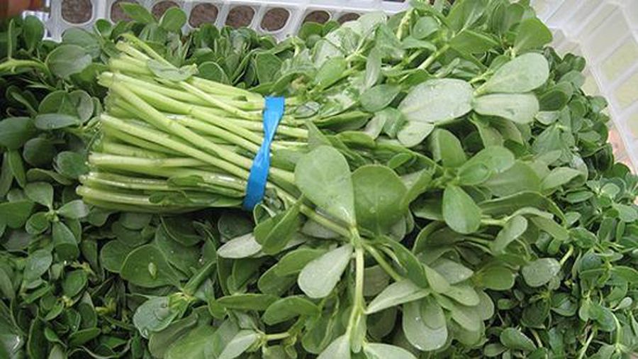Hạt giống rau sam đất 0.5gr
