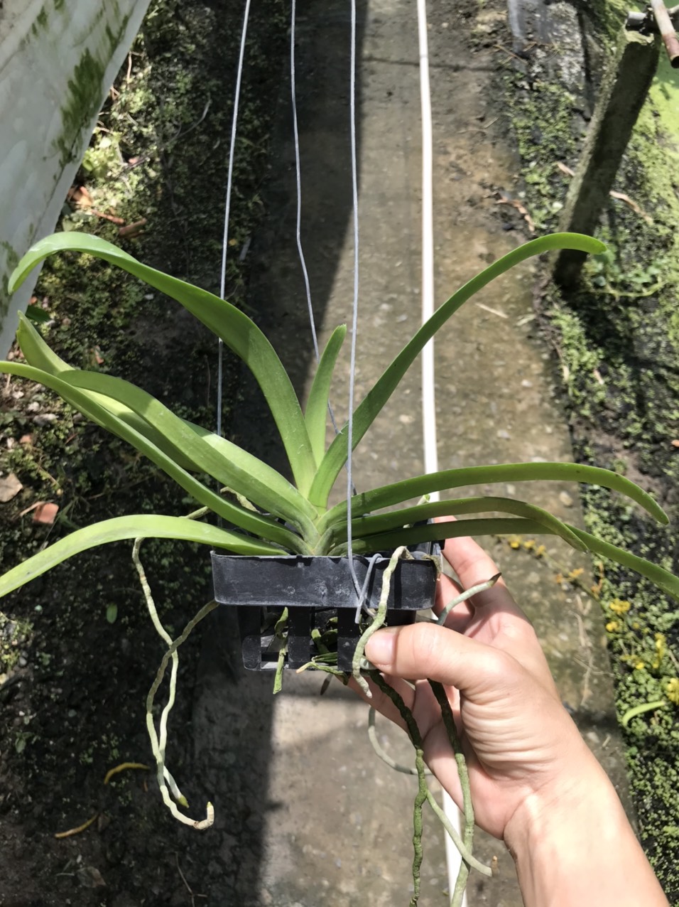 Hoa lan ngọc điểm lai Vanda