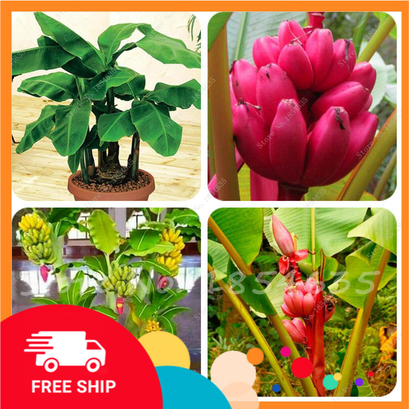 Cây chuối cảnh siêu lùn mini, cây đẹp, giống chuẩn