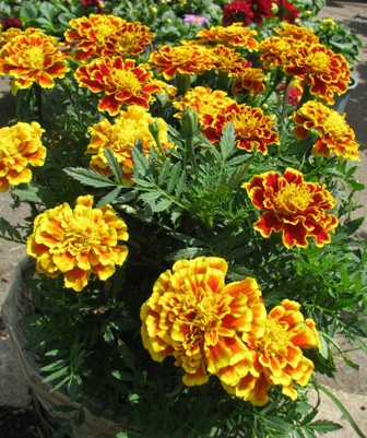 Star Apricot Chrysanthemum Seeds - (50 Seeds/Package)