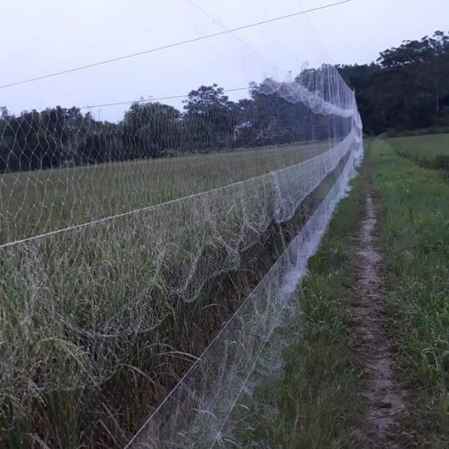 LƯỚI BẪY CHIM ĐÊM 7P CAO 5M
