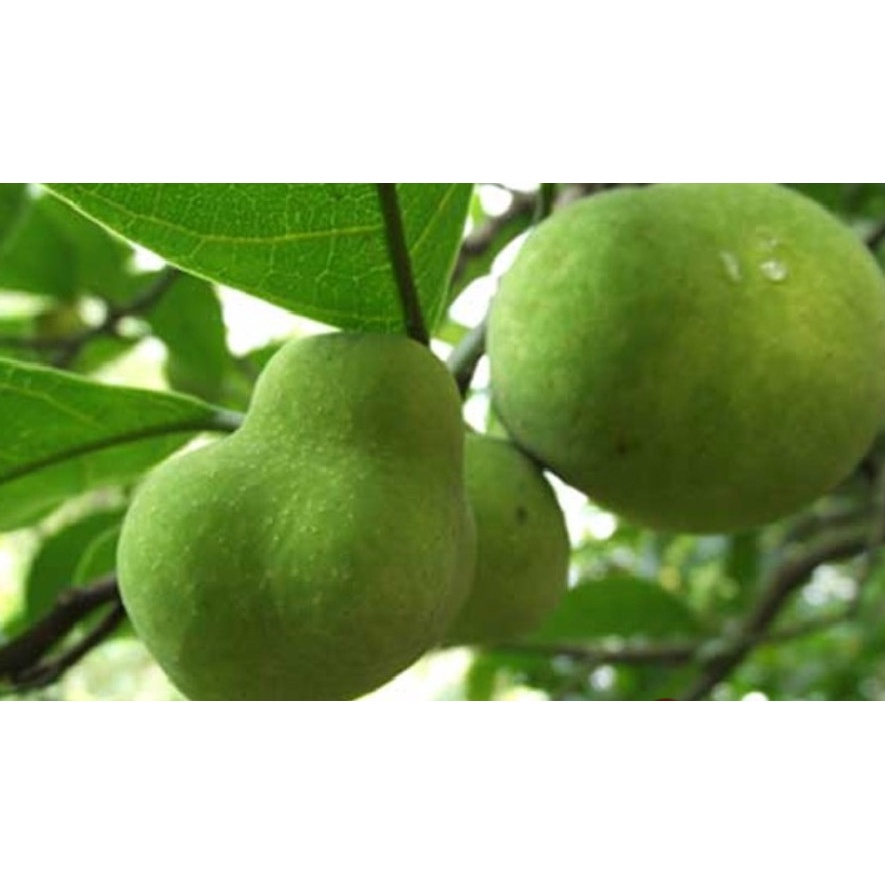 Cây giống chay ruột đỏ ghép (Cây đẹp, bao đổi trả)