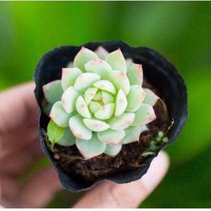 Sen đá hồng kim 3-5cm