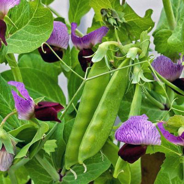 Purple pea seeds - Sale Off