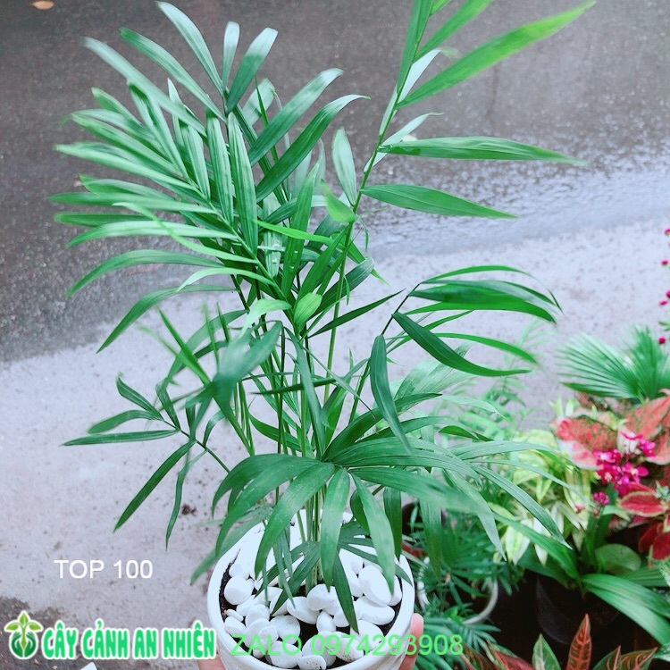 Chậu cây cau tiểu trâm