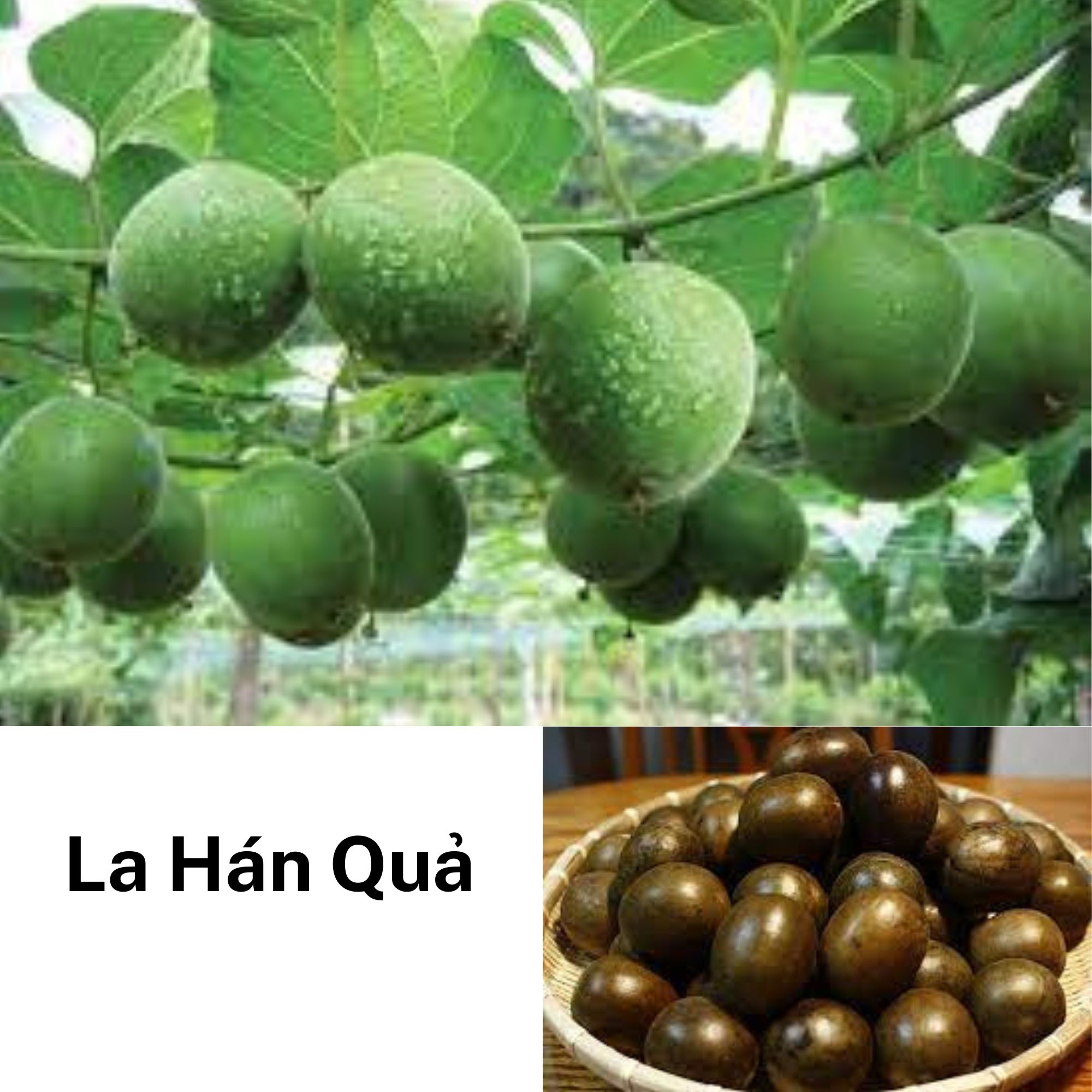 La Hán Quả_ combo 10 quả khô