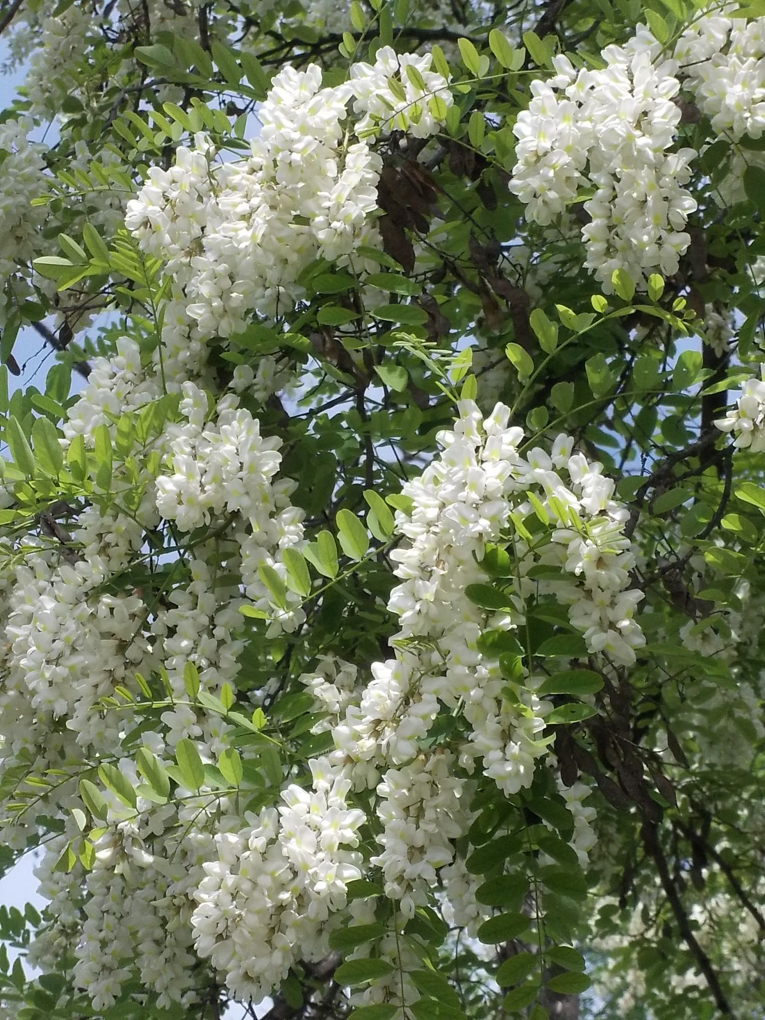 CÂY HOA HÒE (hòe hoa) nếp -cây giống nhỏ