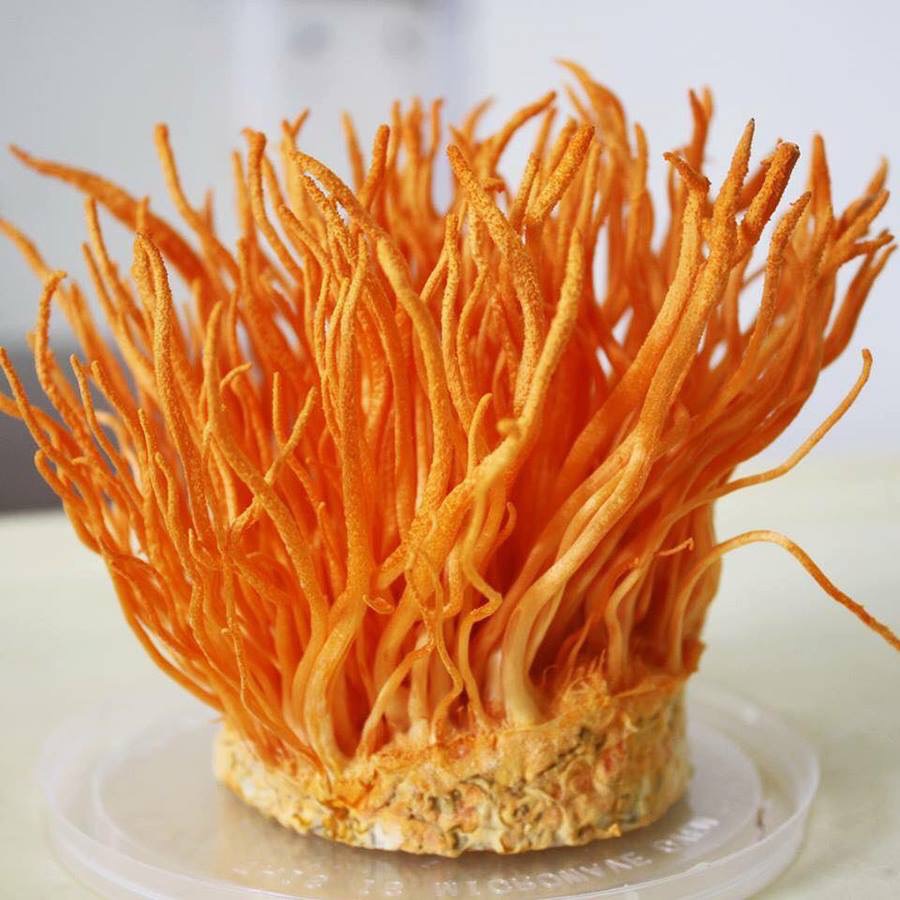 100G Nấm Đông Trùng Hạ Thảo Khô