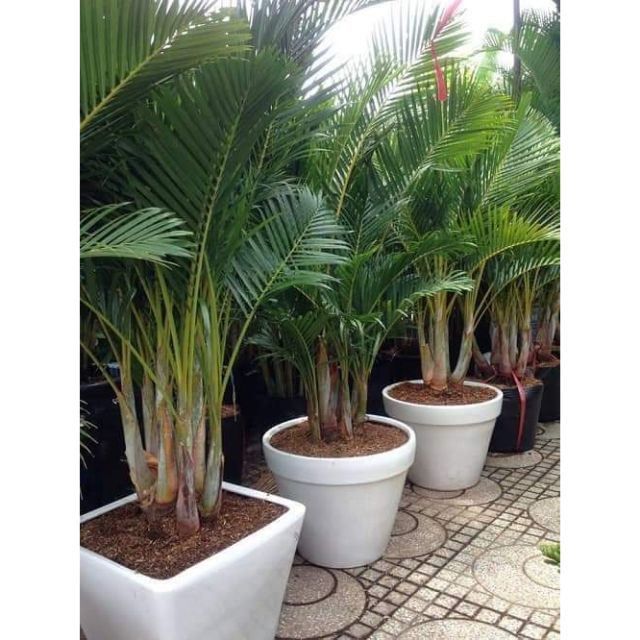 Cau lụa vàng , chậu cây đẹp thanh lọc không khí - cây giống đẹp, giá rẻ, uy tín là vàng