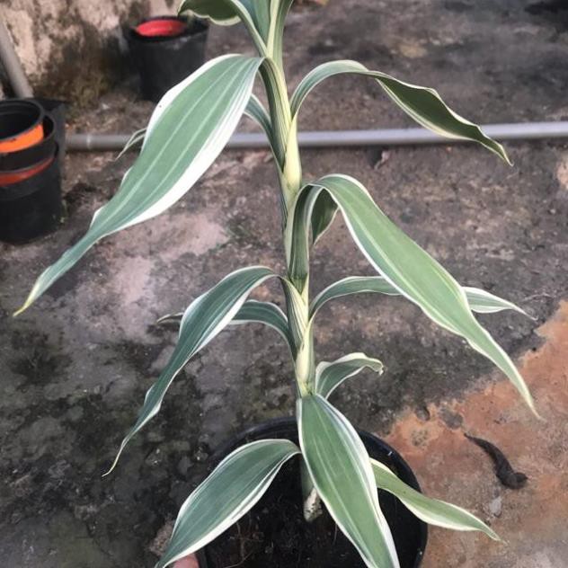 CÂY PHÁT TÀI SỌC NHÀ VƯỜN
