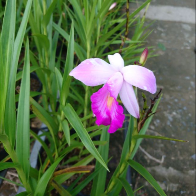 Cây hoa lan trúc, mặt hàng đang được săn đón, chất lượng sản phẩm đảm bảo và cam kết hàng đúng mô tả