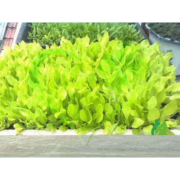 Hạt giống rau xà lách ăn non baby - Gói 10g