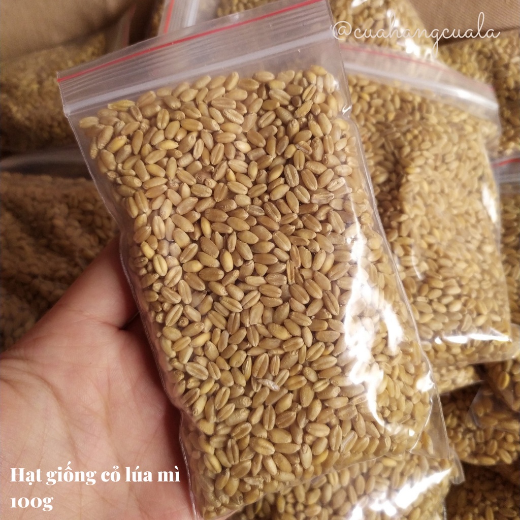Hạt giống cỏ mèo, cỏ lúa mì loại cao cấp 100gr