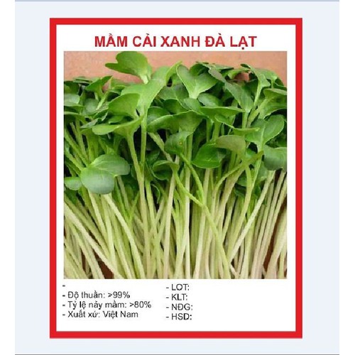 Hạt giống Mầm cải xanh Đà Lạt 50gr/gói