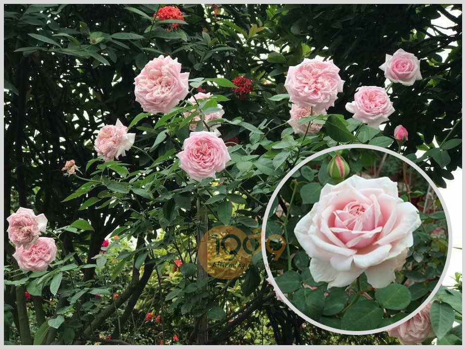 BẦU CÂY GIỐNG HỒNG CỔ SA PA