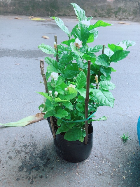 Chậu Cây Hoa Nhài (có kèm chậu sứ)