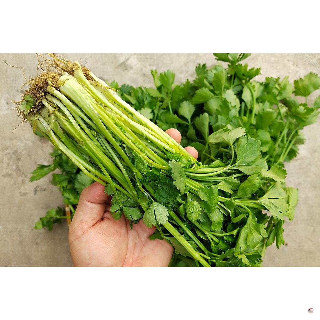 Hạt giống rau cần lá xanh - gói 10 gram
