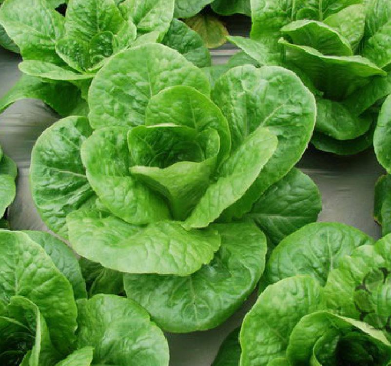 Hạt giống xà lách Romain xanh - 0.2gram ( 140 hạt )