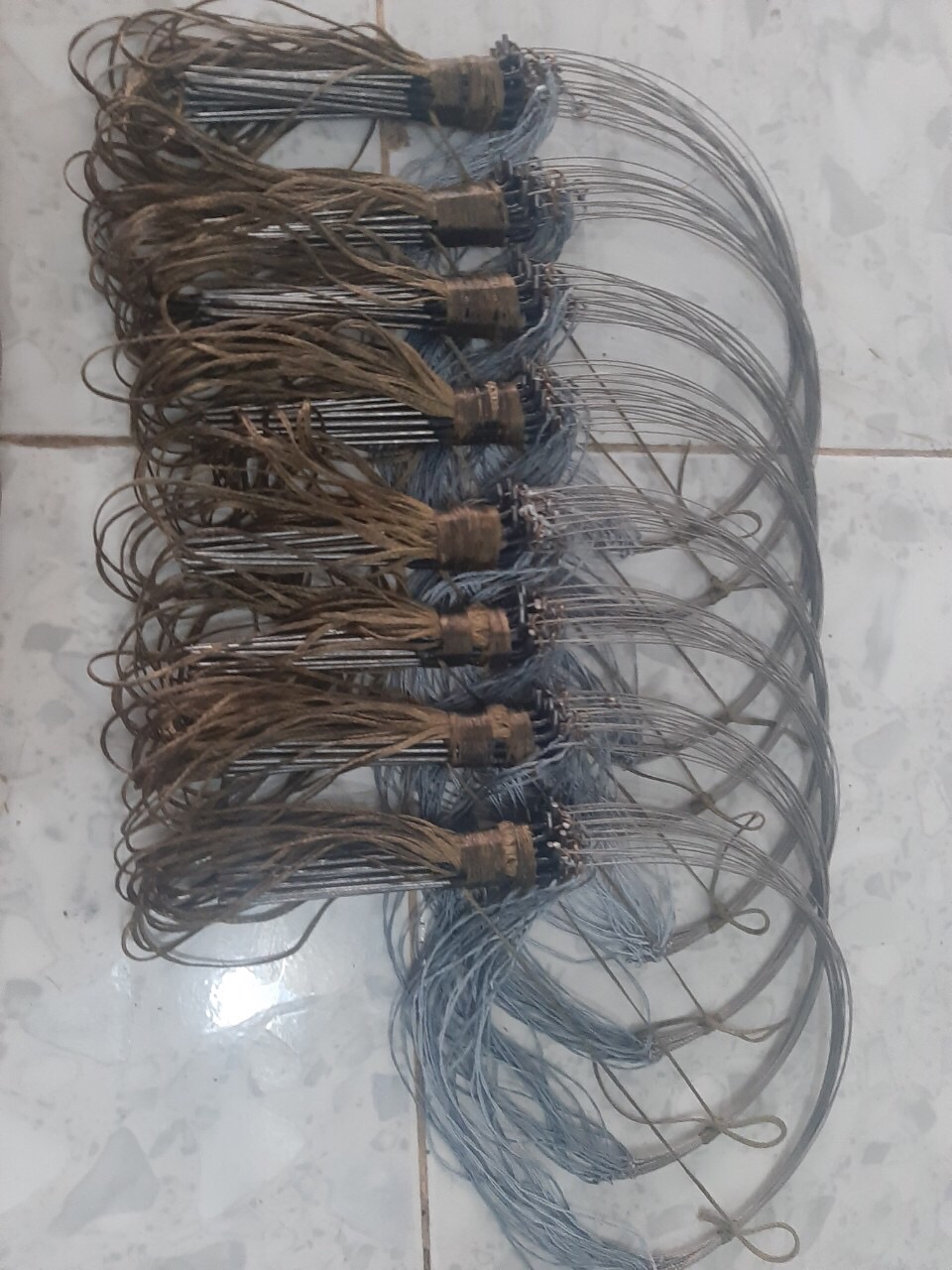 Giò bẫy gà rừng chân thép: