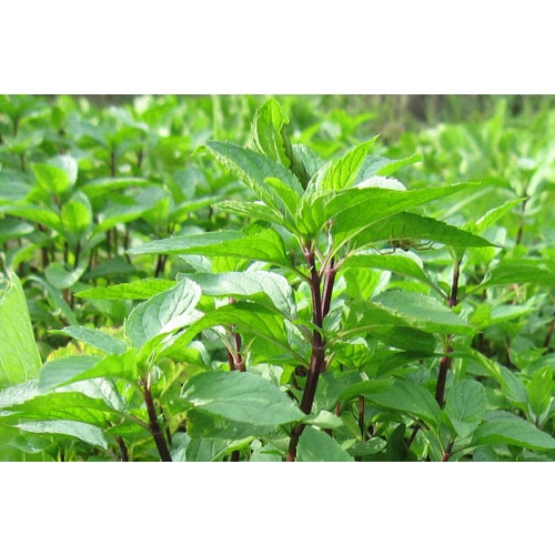 Hạt giống rau húng quế TN-30