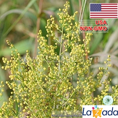 20h Hạt Giống Ngải Sỉ Woodworm Trị Sốt Rét (B3.203| A4)1