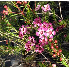 (HÀNG MỚI VỀ) cây thanh liễu giống, chọn màu báo shop giá chỉ 59k cam kết cây đẹp cam kết chất lượng