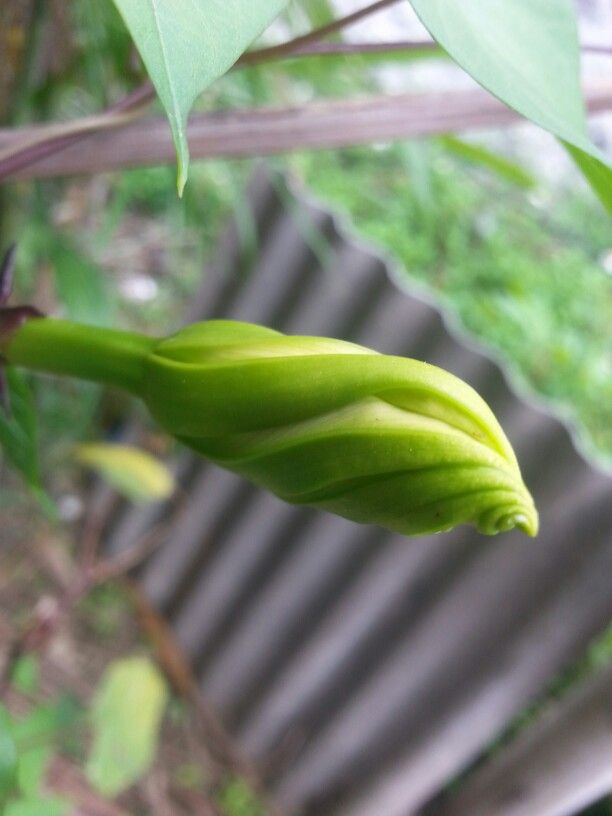 Hạt giống hoa chom chan Chiatai Thái Lan