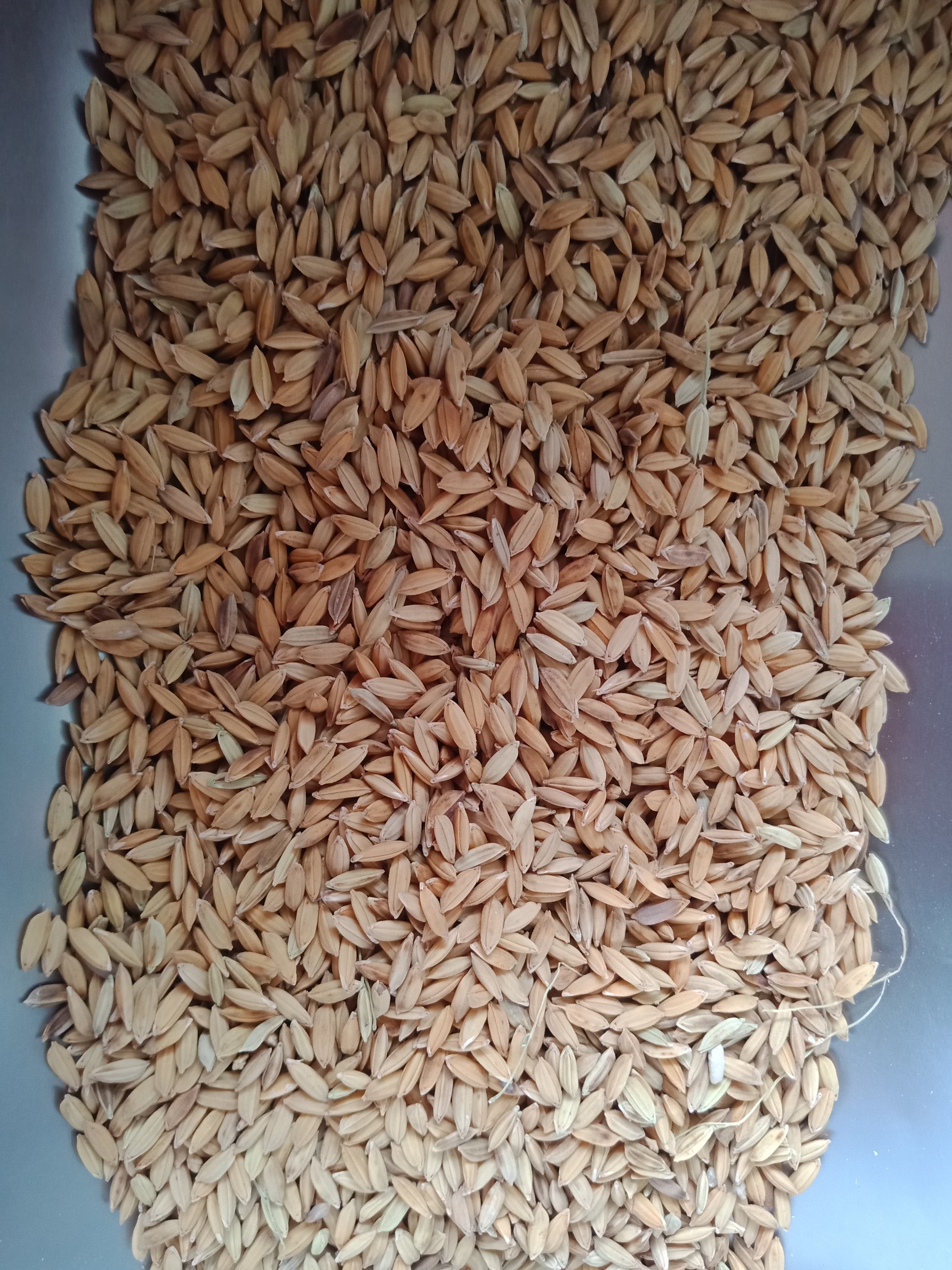 Thóc( Lúa) cho gà, vịt, chim, hạt chắc( 1 kg)