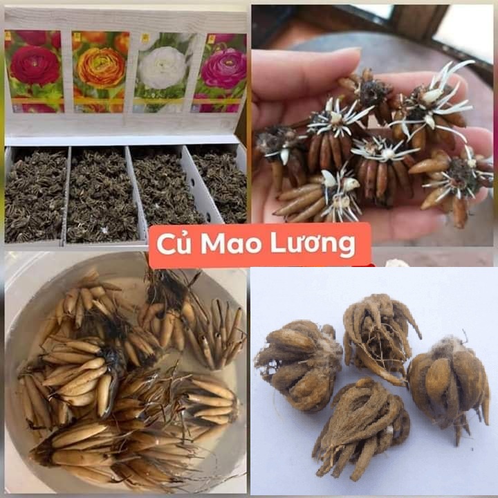 Củ giống hoa hồng mao lương màu trắng - ( 1 củ tặng kèm viên nén ươm củ )