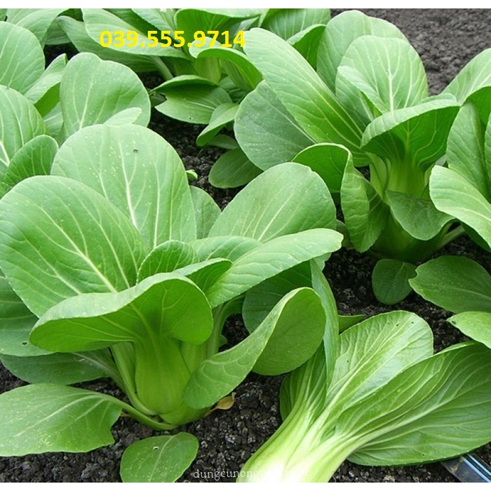 Hạt Giống Cải Chít 50gam